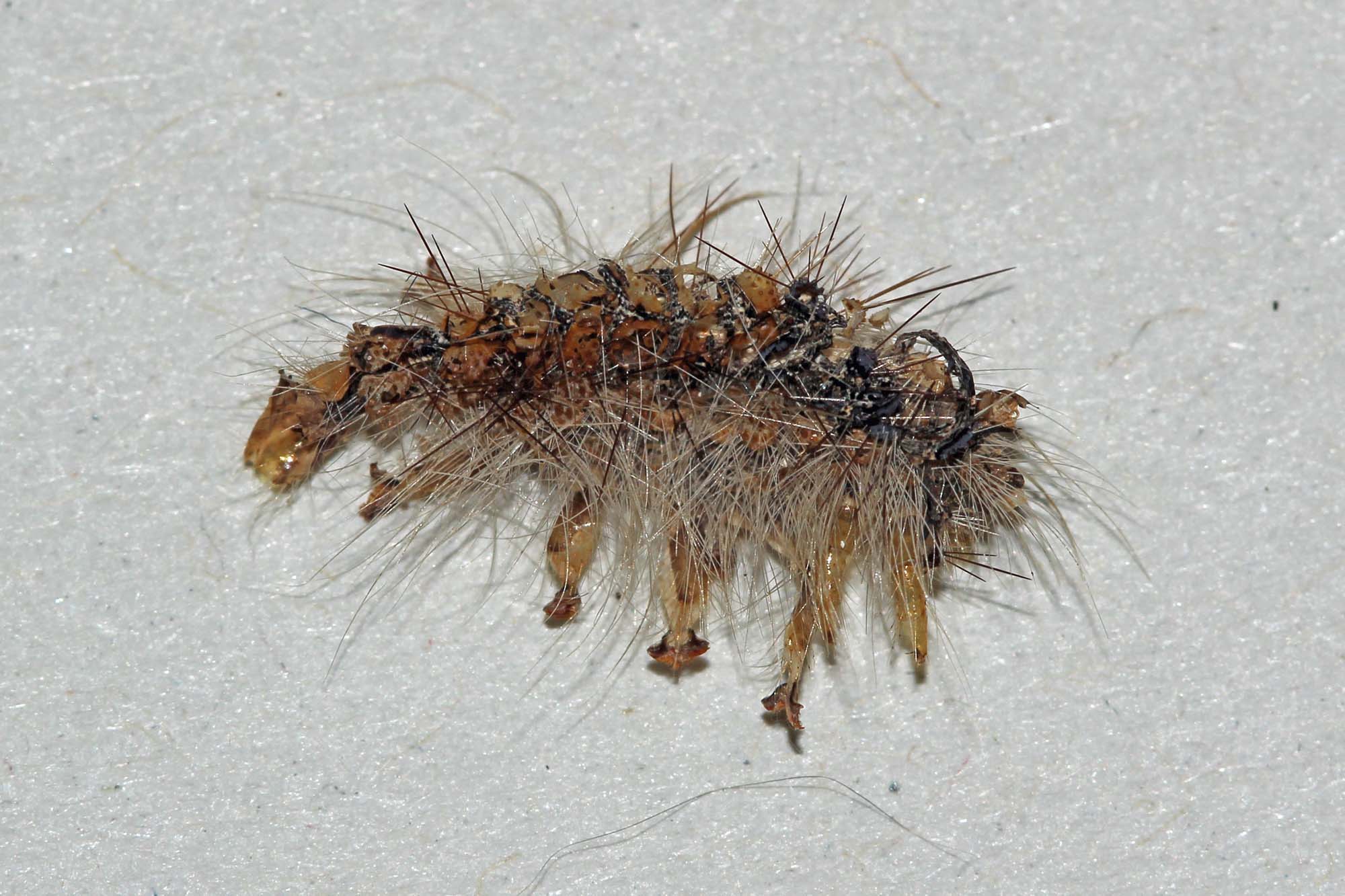 bruchi in nidi di uccello